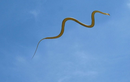 Kỳ lạ loài rắn biết bay phổ biến ở Việt Nam