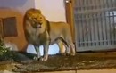 Hoảng loạn khi thấy sư tử sổng chuồng lang thang trên phố