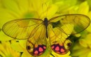 Mê mẩn loài bướm đẹp nhất hành tinh, có đôi cánh như “tàng hình”