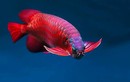 Chiêm ngưỡng vẻ đẹp ấn tượng của loài cá đắt đỏ bậc nhất thế giới