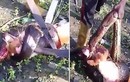 Video: Trăn khổng lồ bị chém “banh xác” vì cả gan săn trộm chó