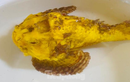 Tận mục cá mặt quỷ đột biến vàng ươm xuất hiện ở đảo Lý Sơn