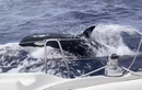 Đàn cá voi sát thủ tấn công thuyền du khách