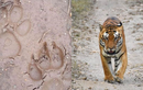 Giải mã dấu chân “khủng” nghi của hổ ở Sơn La: Giống thú họ Chó