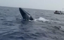 Nhân viên tàu du lịch lặn xuống biển giải cứu cá voi