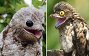 Giật mình 4 loài chim giống hệt “người ngoài hành tinh”, nhìn phát hãi 