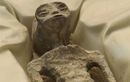 Nóng: Cận cảnh xác “người ngoài hành tinh” được trưng bày ở Mexico