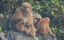 Cận cảnh đàn khỉ mốc "quý như vàng" bất ngờ xuất hiện ở Quảng Bình