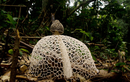 Loài nấm quý hiếm nhất Việt Nam: Mang “mạng che mặt” như thiếu nữ