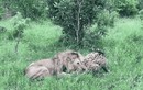 Video: Linh cẩu ác chiến giành sự sống với sư tử, cái kết bất ngờ