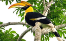 Loài chim quý sở hữu “báu vật” hàng trăm triệu: Có trong Sách Đỏ VN!