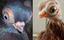 Sửng sốt loài chim bồ câu có khuôn mặt giống hệt người ngoài hành tinh