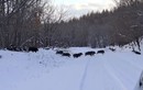 Clip: Bất ngờ gặp đàn lợn rừng băng qua con đường phủ đầy tuyết
