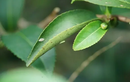 Loại cây cứ bọ cắn là tăng giá gấp 13 lần: Việt Nam cũng có! 