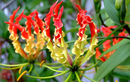 Mê mẩn 8 loài hoa đắt đỏ nhất hành tinh: Số 1 “vô giá“! 