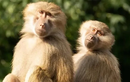 Tận mục xác ướp khỉ đầu chó 2.500 tuổi khiến chuyên gia “nhức não” 
