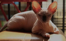 Loài mèo “kinh dị nhất hành tinh“: Thú cưng đắt đỏ bậc nhất thế giới!
