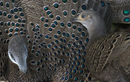 Mê mẩn loài gà “quý như vàng” của Việt Nam: Đẹp tựa chim công!  