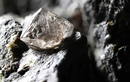 Đào được khối đá phát sáng, bất ngờ phát hiện “kho báu” 300 năm tuổi