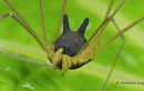 Sinh vật quỷ dị “mình nhện, đầu chó”, xuất hiện trước cả khủng long 