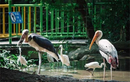Ngắm loài chim quý hiếm ở Việt Nam có trong Sách Đỏ thế giới