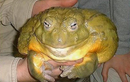 Kinh ngạc loài ếch lớn nhất trên thế giới, bằng cả một đứa trẻ