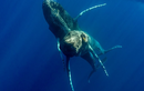 Phát hiện mới về loài cá voi lưng gù khiến chuyên gia bất ngờ