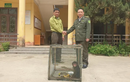Khỉ mặt đỏ bàn giao cho Hạt Kiểm lâm: Loài trong Sách Đỏ Việt Nam