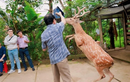 Hươu sao đi bằng 2 chân và loạt động vật kỳ dị ở Việt Nam