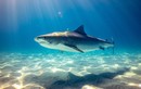Phát hiện loài cá mập bí ẩn trỗi dậy từ 'thế giới chết chóc'