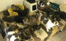 Hai vợ chồng nuôi 159 con mèo và 7 con chó trong nhà rộng 80m2
