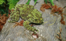 Loài ếch quái dị nhất hành tinh chỉ có ở Việt Nam