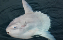 Ngoại hình kỳ lạ của loài cá lười nhác nhất hành tinh