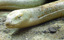  Kỳ lạ loài "rắn thủy tinh", tự vỡ cơ thể tái sinh thần kỳ
