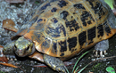 Rùa núi vàng cực hiếm xuất hiện ở Huế: Loài trong Sách Đỏ thế giới