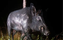 Siêu lợn sắp tràn vào Mỹ: 'Quái vật' lai tạo thảm họa
