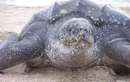 Rùa da 'khủng' được thả ở Quảng Nam: Loài cực hiếm trong sách Đỏ