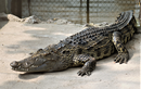 5 ổ cá sấu Xiêm được tìm thấy ở Campuchia quý hiếm cỡ nào?