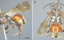 Loài ong mới được phát hiện tại VQG Vũ Quang có gì đặc biệt?