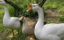 Ngỗng có khả năng canh gác nhà cửa, sân vườn như loài chó 
