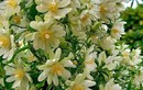 Cây cảnh “hóa thạch sống”, gai góc rậm rạp, hoa lộng lẫy