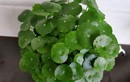 5 cây cảnh mang lại may mắn cho gia chủ, nhất định phải trồng
