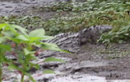 Kinh hoàng cá sấu khổng lồ nuốt chửng đồng loại