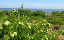 Ngỡ ngàng rừng cam đường dại trĩu quả trên đảo Bé