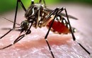 Dùng xà phòng rửa vết muỗi cắn có phòng được sốt xuất huyết?
