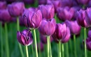 Ý nghĩa hoa tulip - Tình yêu hoàn hảo