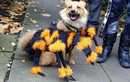 Những chú chó hóa trang Halloween “sành điệu” hơn cả người