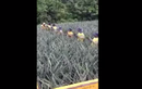 Video: Choáng váng xem thu hoạch dứa theo dây chuyền không hở tay