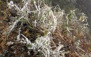 Sa Pa: Cây cỏ đông cứng trong băng giá