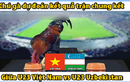 Video: “Gà tiên tri” dự đoán chung kết U23 Việt Nam vs U23 Uzbekistan